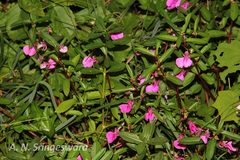 Impatiens chinensis